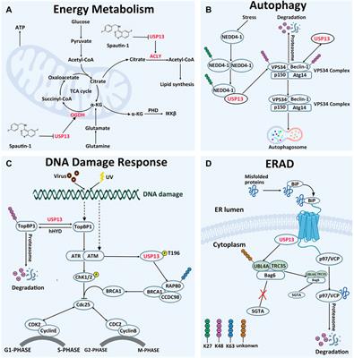 USP13: Multiple Functions and Target Inhibition